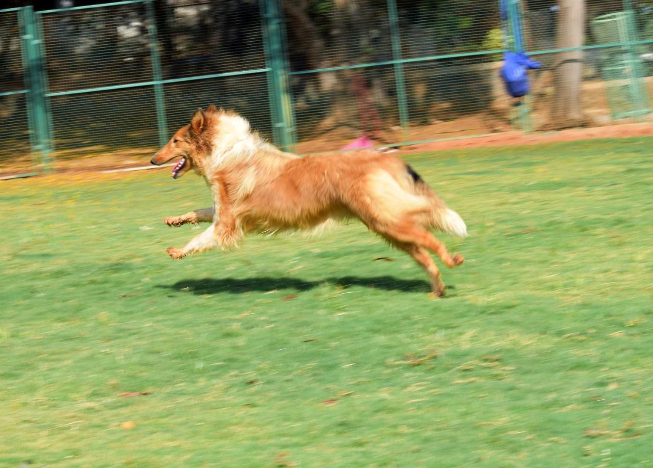 Manas Resort With Petting Zoo, Igatpuri Extérieur photo